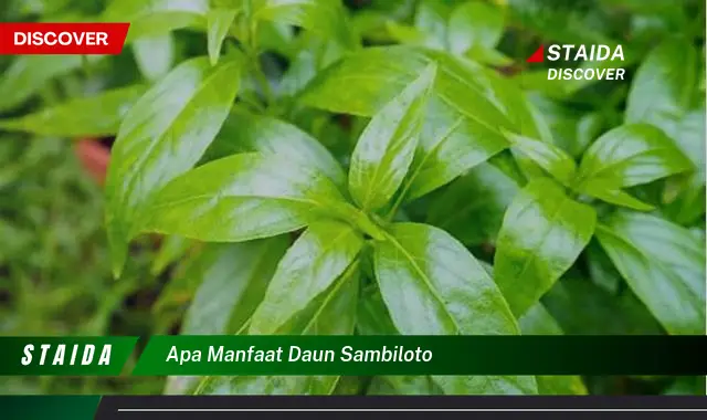 Temukan Manfaat Daun yang Jarang Diketahui, Khasiat Daun Sambiloto