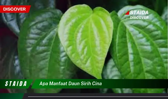 Temukan Manfaat Daun Sirih Cina yang Jarang Diketahui untuk Kesehatan!