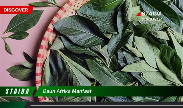 7 Manfaat Daun Afrika yang Perlu Anda Ketahui