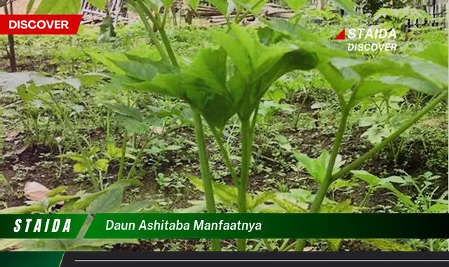 Temukan 7 Manfaat Daun Ashitaba yang Masih Jarang Diketahui