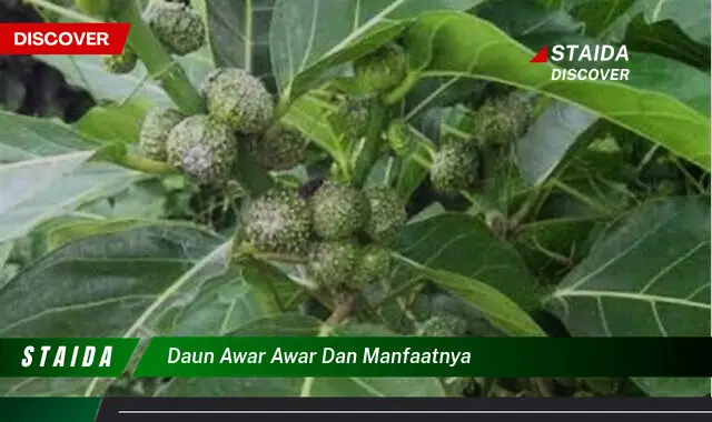 Temukan 7 Manfaat Daun Awar-awar yang Jarang Diketahui