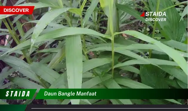 Ketahui 8 Manfaat Daun Bangle untuk Kesehatan Tubuh Anda