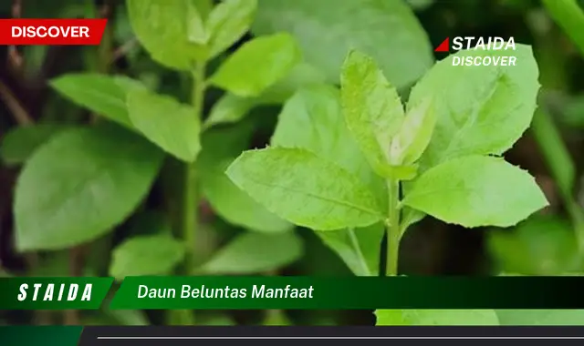 Temukan Manfaat Daun Beluntas yang Jarang Diketahui