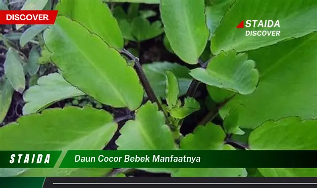 Ketahui 8 Manfaat Daun Cocor Bebek untuk Kesehatan dan Kecantikan Kulit Anda