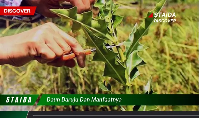 Temukan Manfaat Daun Daruju yang Belum Banyak Diketahui