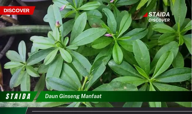 Temukan 7 Manfaat Daun Ginseng yang Jarang Diketahui