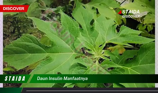 Temukan Khasiat Daun Insulin yang Jarang Diketahui