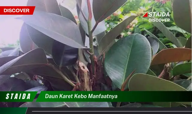 Ketahui 10 Manfaat Daun Karet Kebo untuk Kesehatan dan Kecantikan Anda