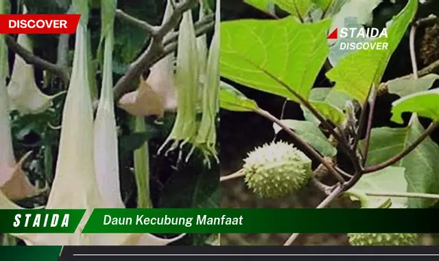 Temukan 7 Manfaat Daun Kecubung yang Jarang Diketahui