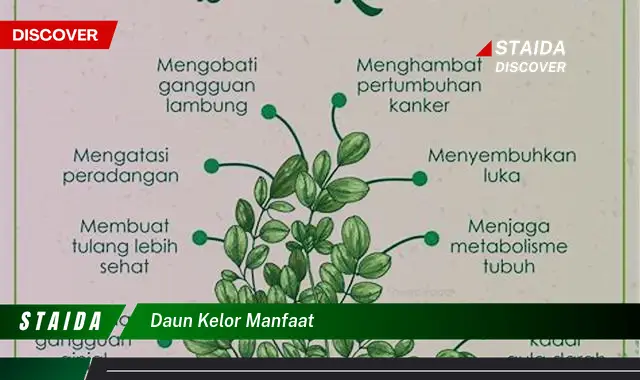 Temukan 7 Manfaat Daun Kelor yang Jarang Diketahui