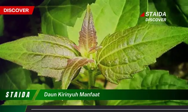 Temukan 7 Manfaat Daun Kirinyuh yang Jarang Diketahui