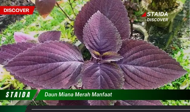 daun miana merah manfaat