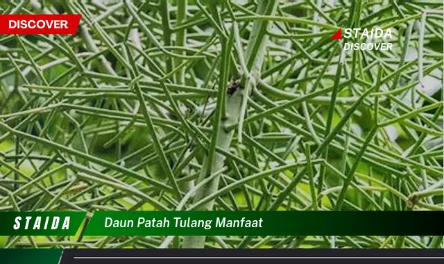 Temukan 7 Manfaat Daun Patah Tulang yang Jarang Diketahui untuk Kesehatan Optimal