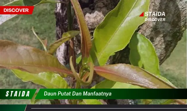 Temukan Manfaat Daun Putat yang Jarang Diketahui untuk Kesehatan