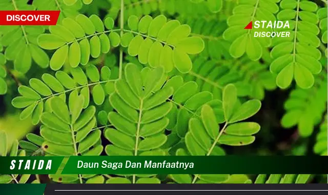 Temukan 7 Manfaat Daun Saga yang Jarang Diketahui