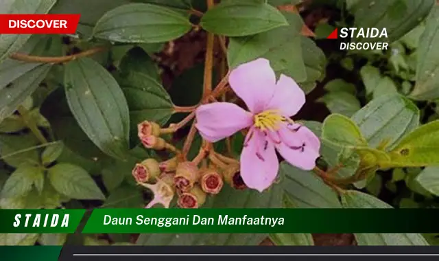 Temukan Rahasia Manfaat Daun Senggani yang Jarang Diketahui