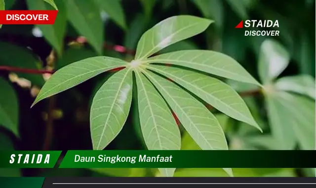 Temukan Khasiat Daun Singkong yang Jarang Orang Tahu