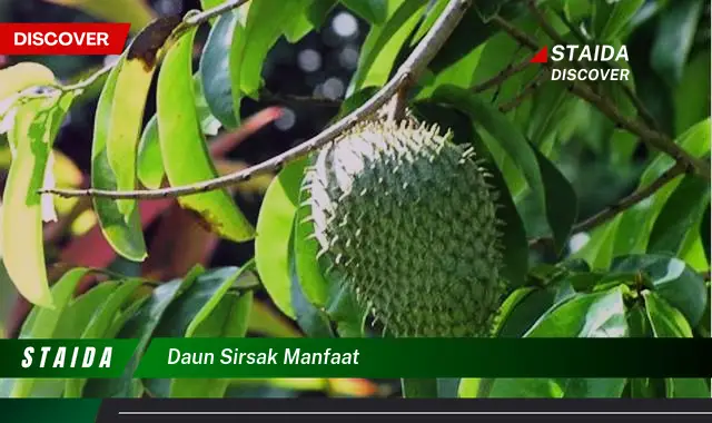 Temukan Manfaat Daun Sirsak yang Jarang Diketahui untuk Kesehatan