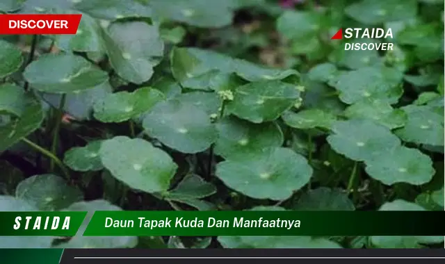 Temukan Manfaat Daun Tapak Kuda yang Akan Membuat Anda Tercengang