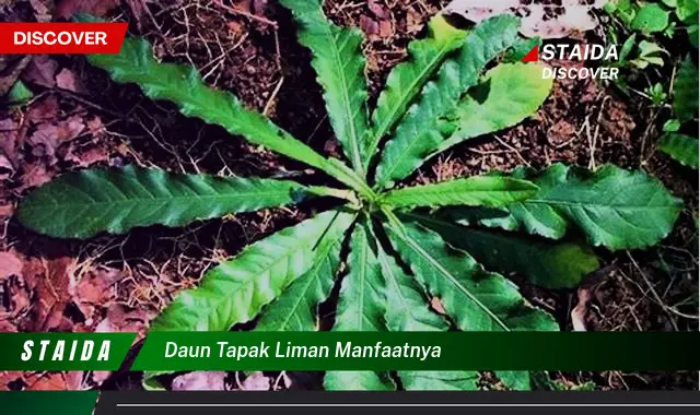 Temukan 7 Khasiat Daun Tapak Liman yang Jarang Diketahui