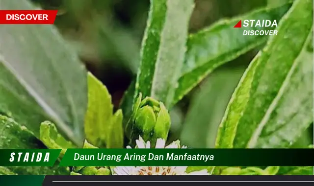 Temukan 7 Manfaat Daun Urang Aring yang Jarang Diketahui