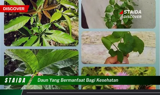 Pelajari 7 Manfaat Daun Berharga untuk Kesehatan yang Jarang Diketahui