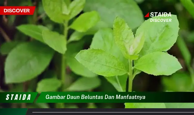 Ungkap 7 Manfaat Daun Beluntas Jarang Diketahui