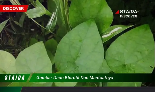 Manfaat Daun Klorofil yang Jarang Diketahui