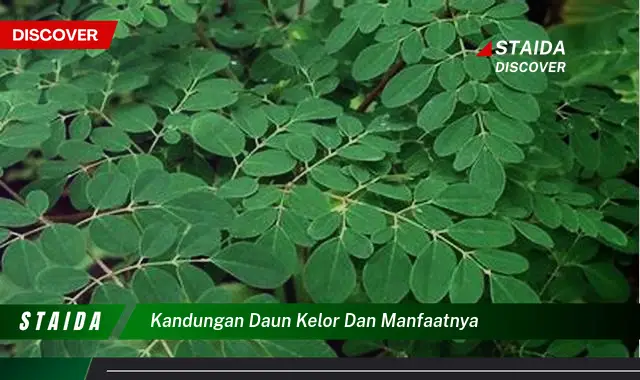 Temukan Manfaat Tersembunyi Daun Kelor yang Jarang Diketahui