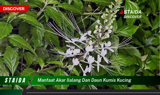 Temukan Manfaat Mengejutkan Akar Ilalang dan Daun Kumis Kucing yang Jarang Diketahui