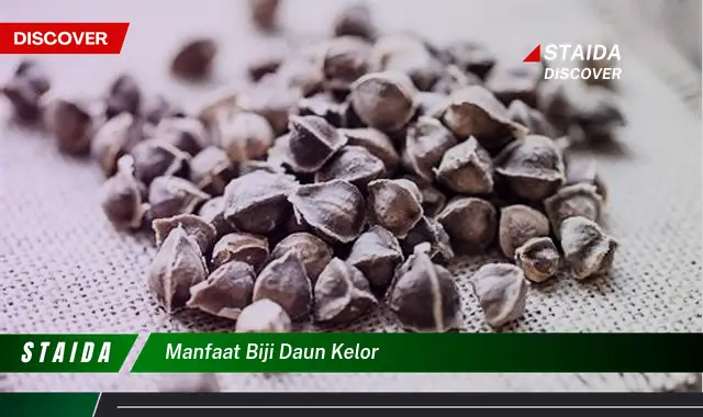 7 Manfaat Biji Daun Kelor yang Perlu Anda Ketahui