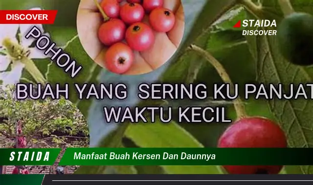 Temukan 7 Manfaat Buah dan Daun Kersen yang Jarang Diketahui