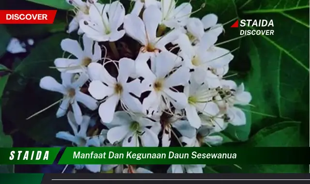 7 Manfaat Daun Sesewanua yang Perlu Anda Tahu