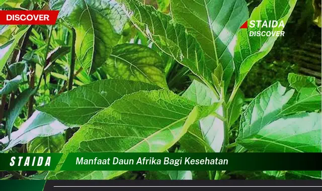 Temukan Manfaat Daun Afrika bagi Kesehatan yang Jarang Diketahui