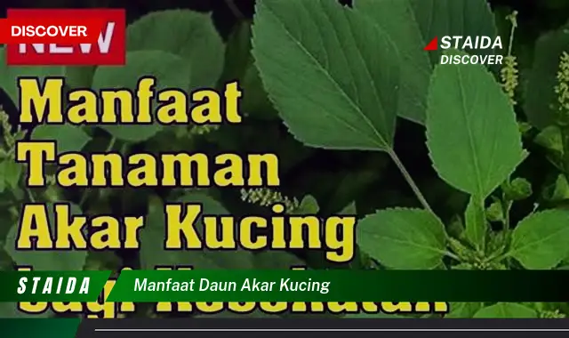 Temukan Manfaat Daun Akar Kucing yang Belum Diketahui