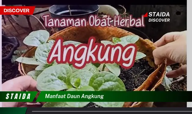 Temukan 7 Manfaat Daun Angkung yang Jarang Diketahui