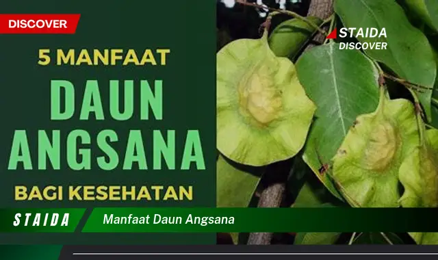 Temukan Manfaat Daun Angsana Yang Jarang Diketahui