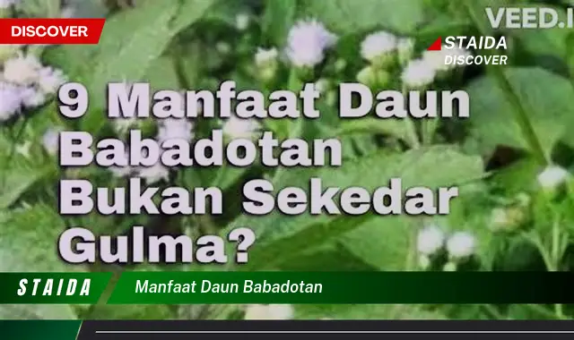 Temukan Rahasia Daun Babadotan: Manfaat yang Jarang Diketahui dan Menakjubkan