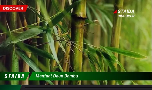 Temukan Manfaat Daun Bambu yang Jarang Diketahui