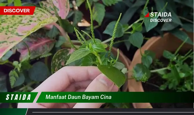 Temukan 7 Manfaat Daun Bayam Cina yang Jarang Diketahui