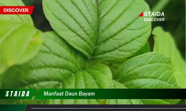 Temukan 7 Manfaat Daun Bayam yang Jarang Diketahui