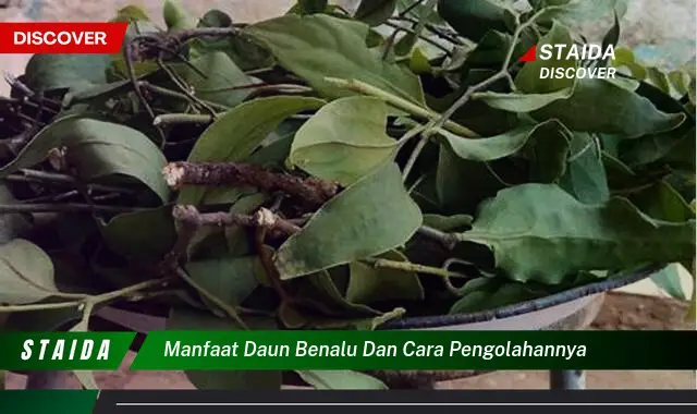 Temukan Manfaat Daun Benalu yang Jarang Diketahui