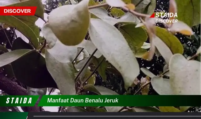 Temukan Manfaat Daun Benalu Jeruk yang Jarang Diketahui