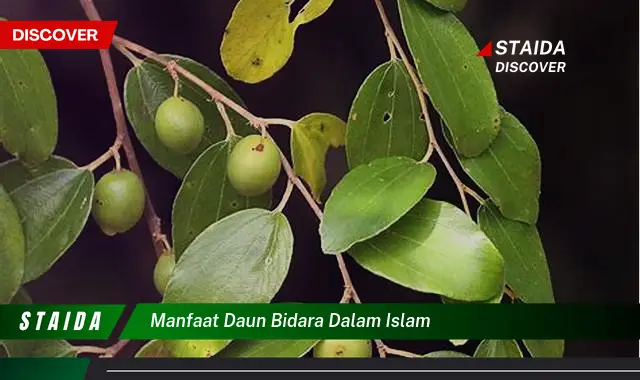 Temukan 7 Manfaat Daun Bidara dalam Islam yang Jarang Diketahui