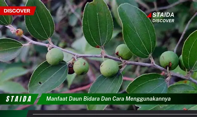 Temukan 7 Manfaat Daun Bidara Luar Biasa yang Jarang Diketahui