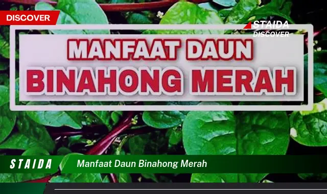 Temukan Khasiat Daun Binahong Merah yang Jarang Diketahui