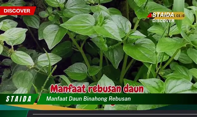 Temukan Manfaat Daun Binahong Rebusan yang Belum Anda Ketahui