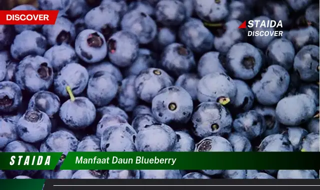 Temukan Khasiat Daun Blueberry yang Jarang Diketahui