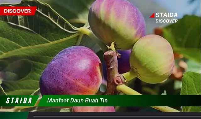 Temukan 7 Manfaat Daun Buah Tin yang Jarang Diketahui