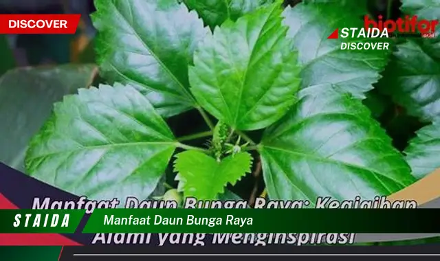 Temukan Khasiat Daun Bunga Raya yang Jarang Diketahui